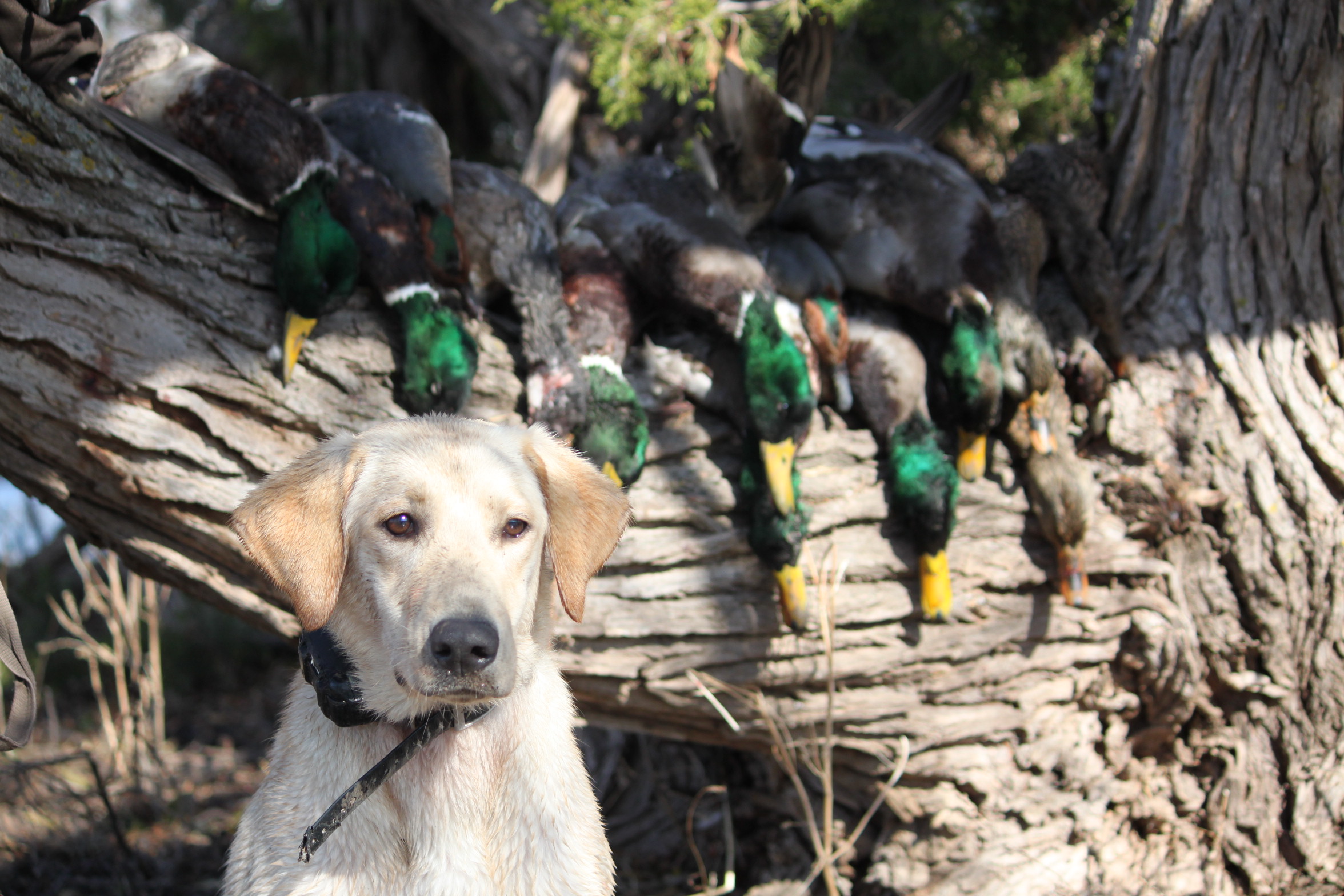 Advanced Retriever Training