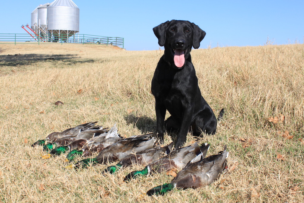 Advanced Obedience Training